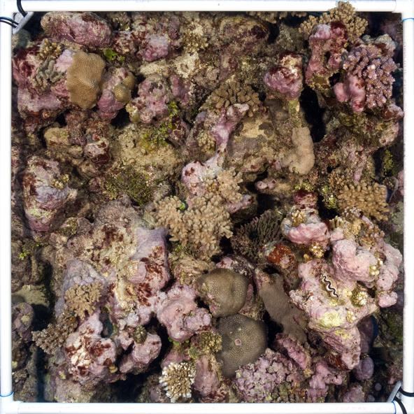 Top-down quadrat photo of a dense coral reef patch