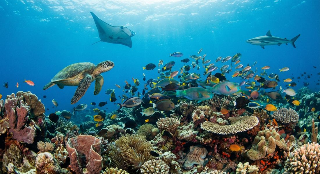 Coral reef with a sea turtle, manta ray and reef fish