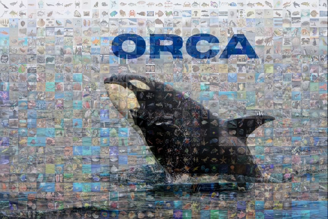 ORCA title image: a breaching orca made from a mosaic of marine species photos